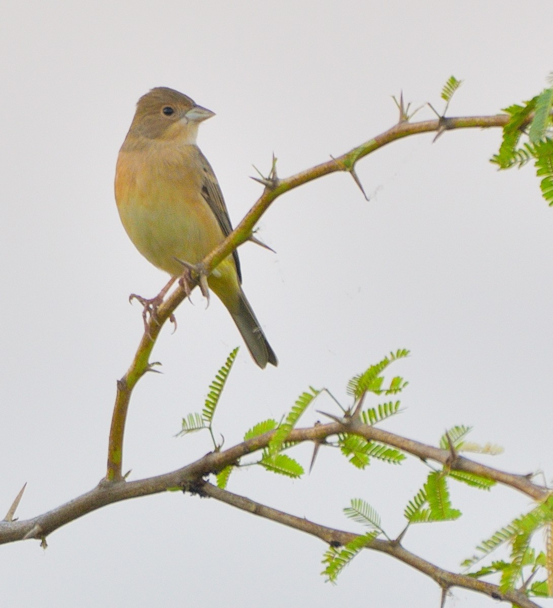 Red-headed Bunting - ML515109091