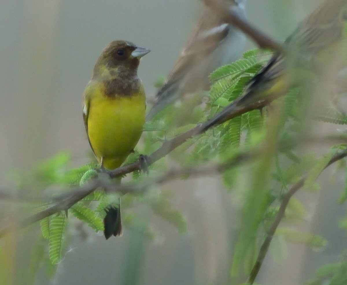 Red-headed Bunting - ML515111571