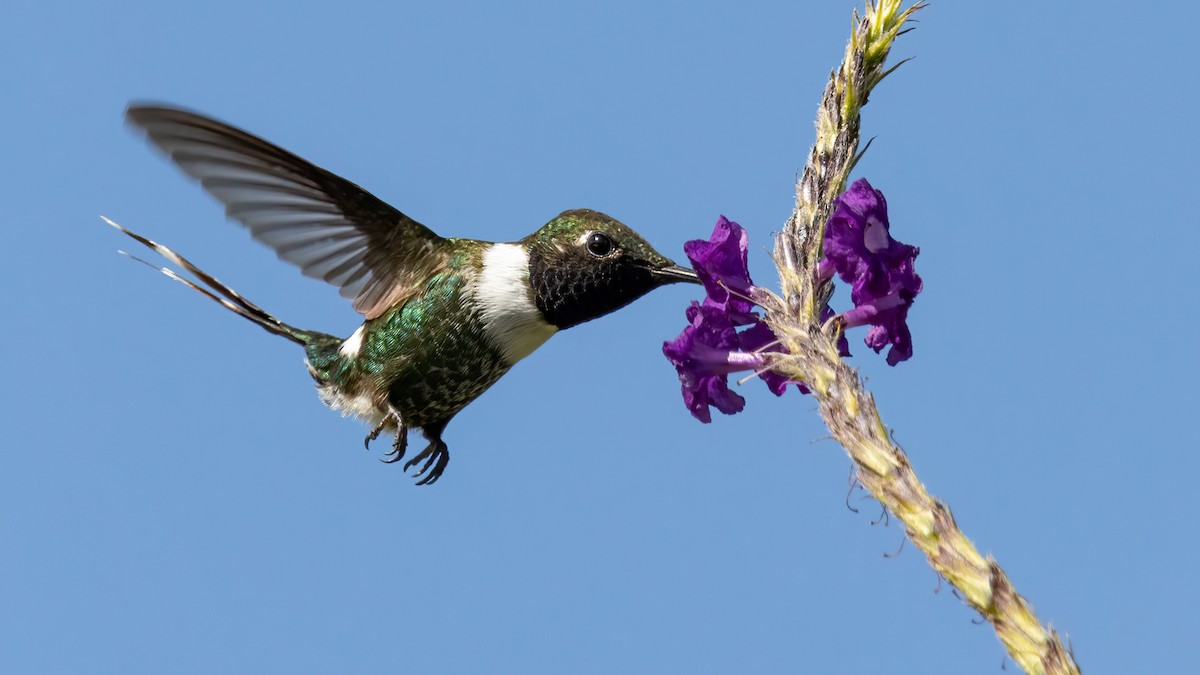 Sparkling-tailed Hummingbird - ML515113191