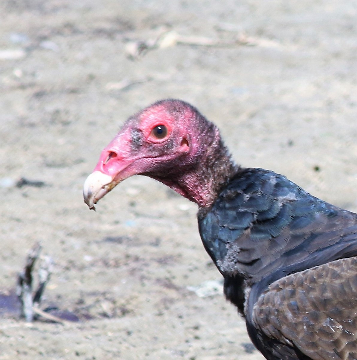Turkey Vulture - John Deacon