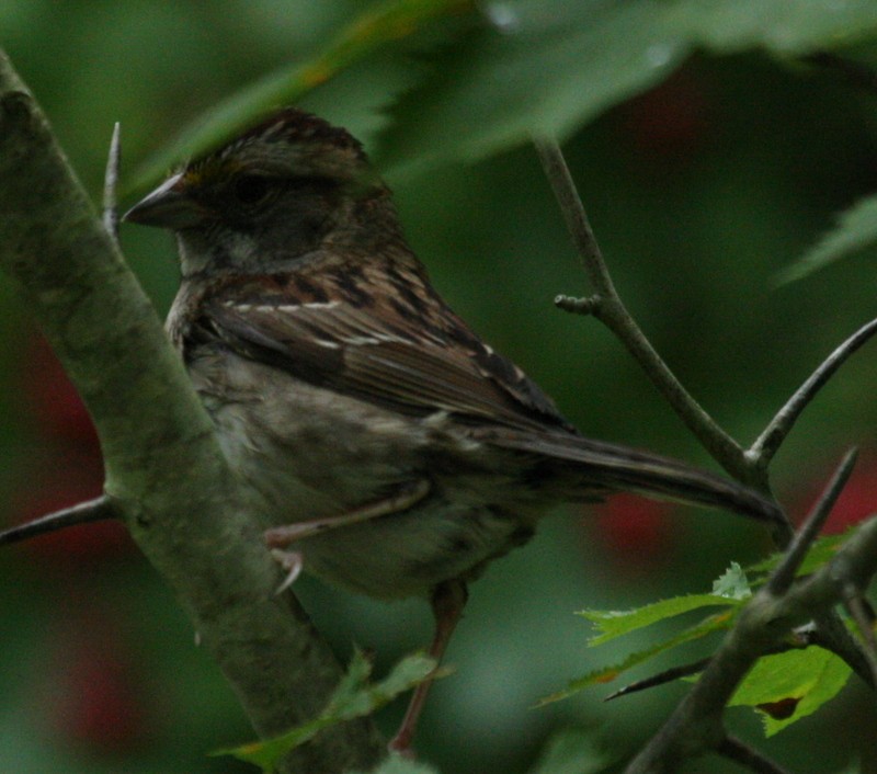 White-throated Sparrow - logan kahle