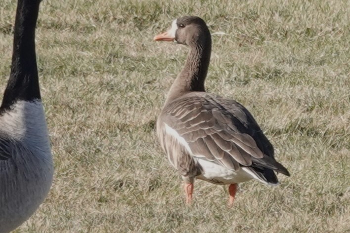 Greater White-fronted Goose - ML515119841