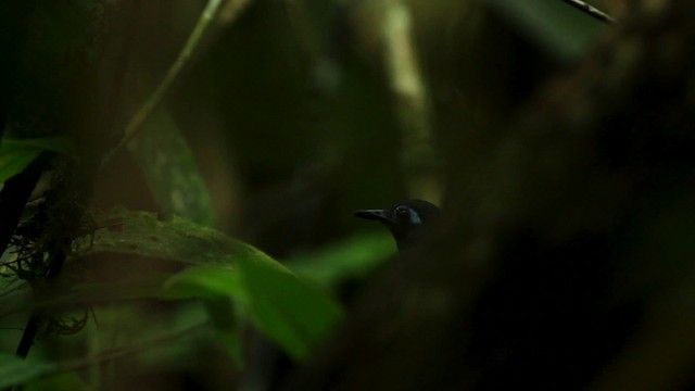 Kestane Sırtlı Karıncakuşu (maculifer/cassini) - ML515123