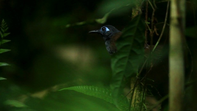 Chestnut-backed Antbird (Short-tailed) - ML515124