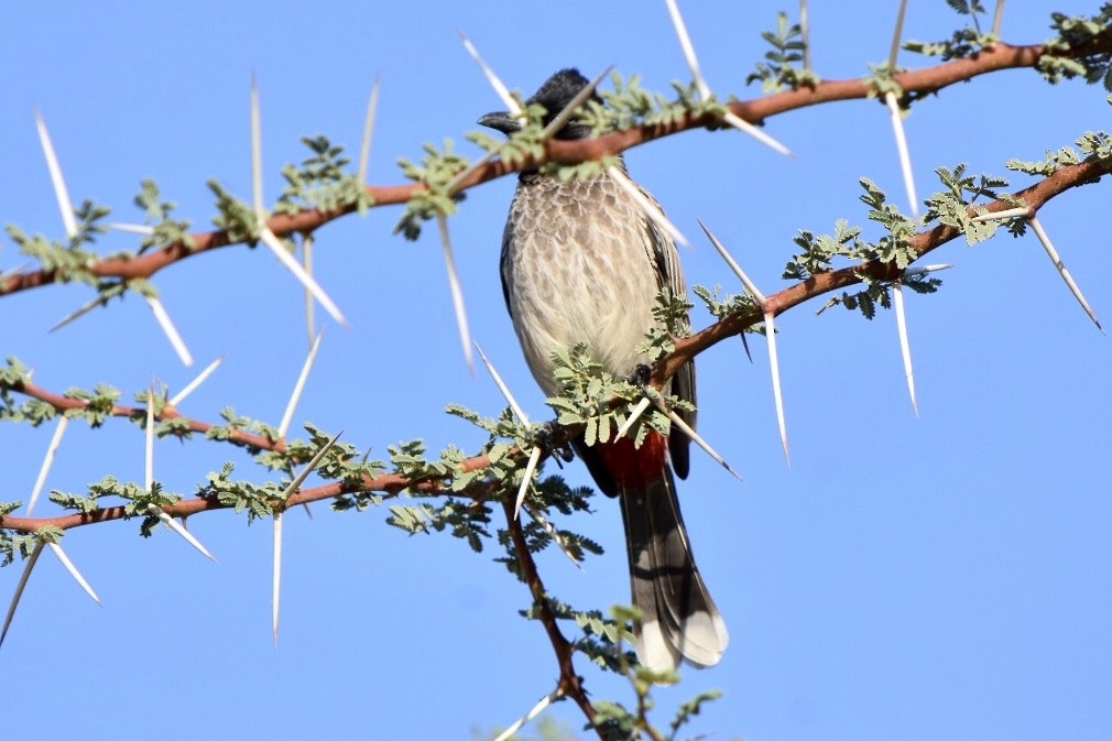Red-vented Bulbul - ML515128571