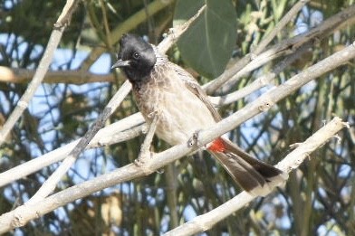 Red-vented Bulbul - ML515128581