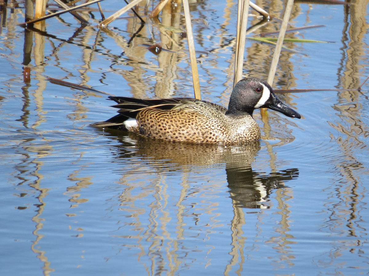 Blue-winged Teal - ML51513811