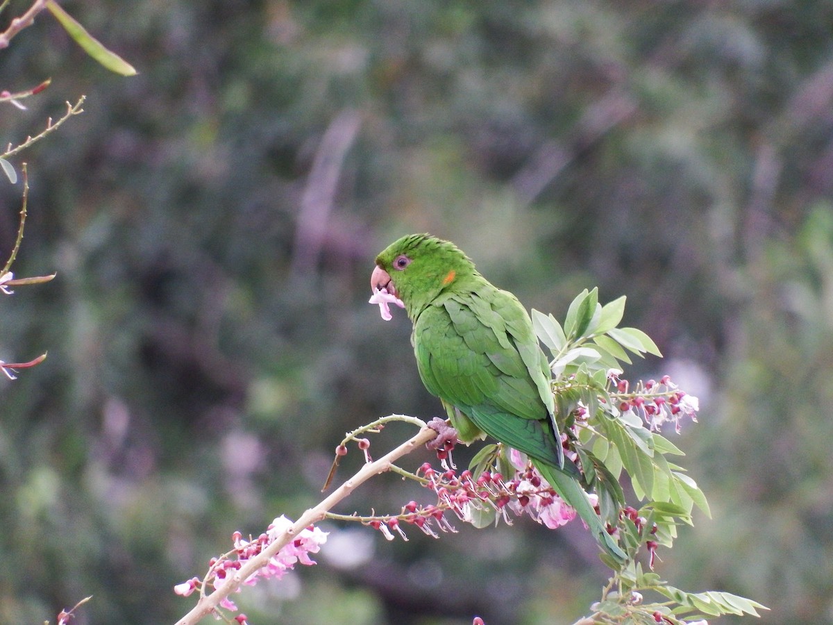 Green Parakeet (Red-throated) - Mayron McKewy Mejia
