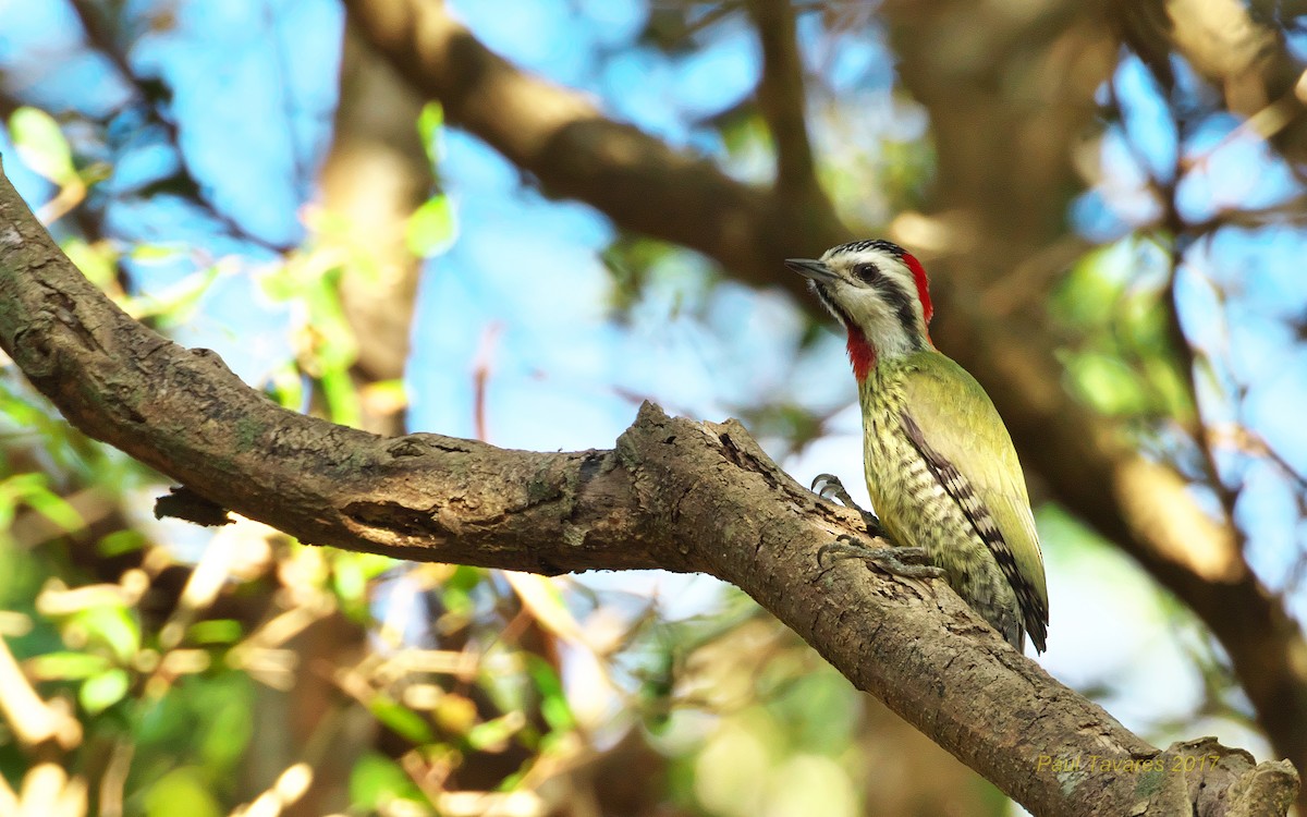 Cuban Green Woodpecker - Paul Tavares