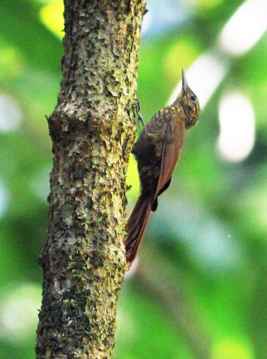 Long-tailed Woodcreeper - Andrew Spencer