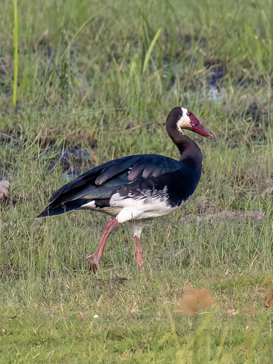 Spur-winged Goose - ML515154611