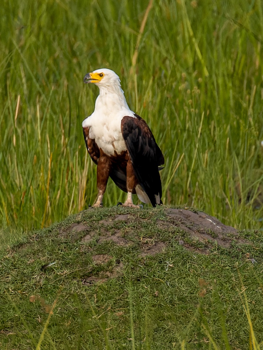 African Fish-Eagle - ML515154941