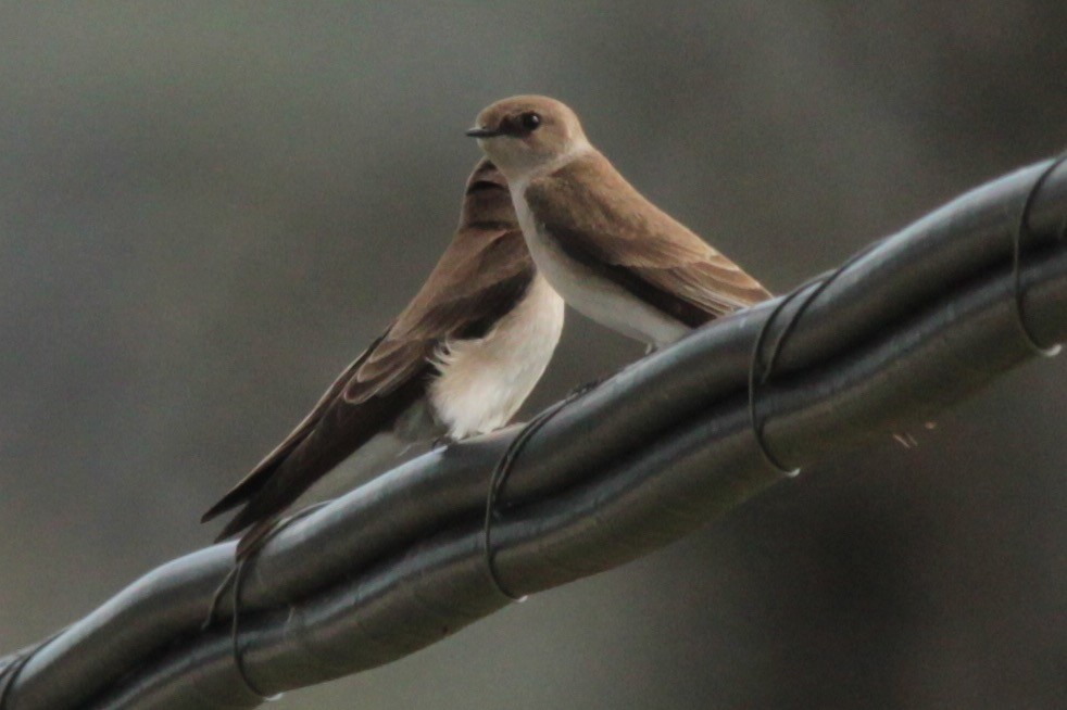 Northern Rough-winged Swallow - Michele Swartout