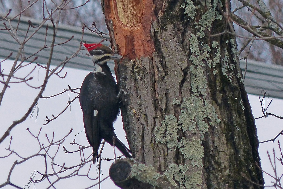 Pileated Woodpecker - Mike Birmingham