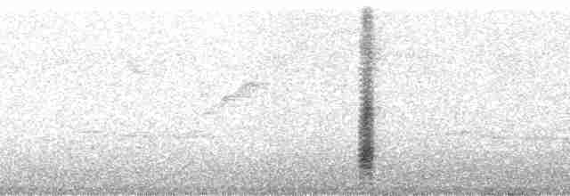 Kara Paçalı Barbet (macclounii) - ML51516