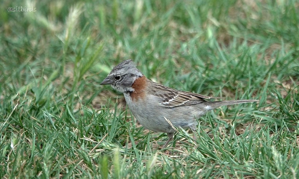 Rufous-collared Sparrow - ML515160201