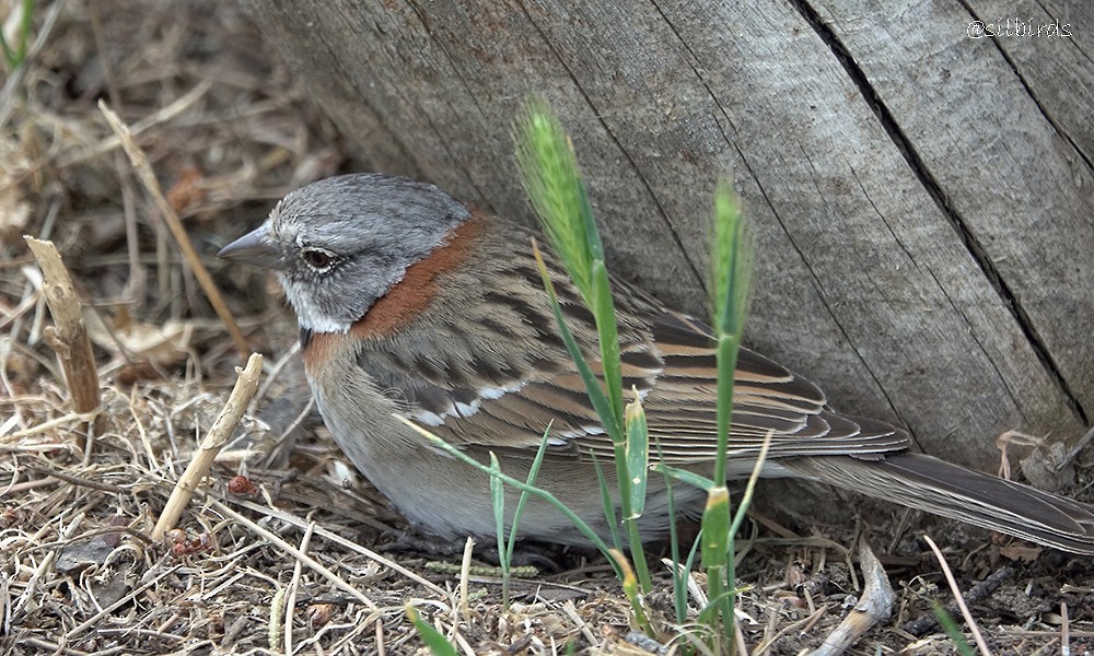 Rufous-collared Sparrow - ML515160211