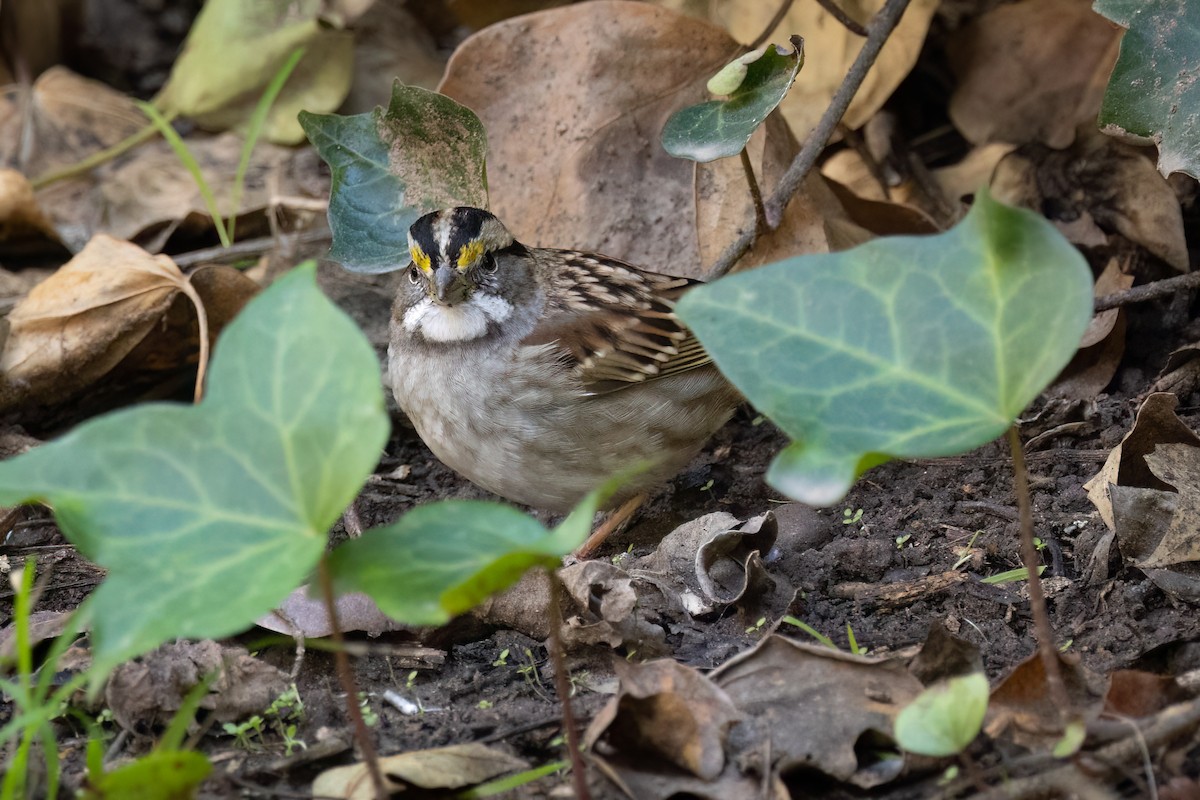 White-throated Sparrow - ML515167421