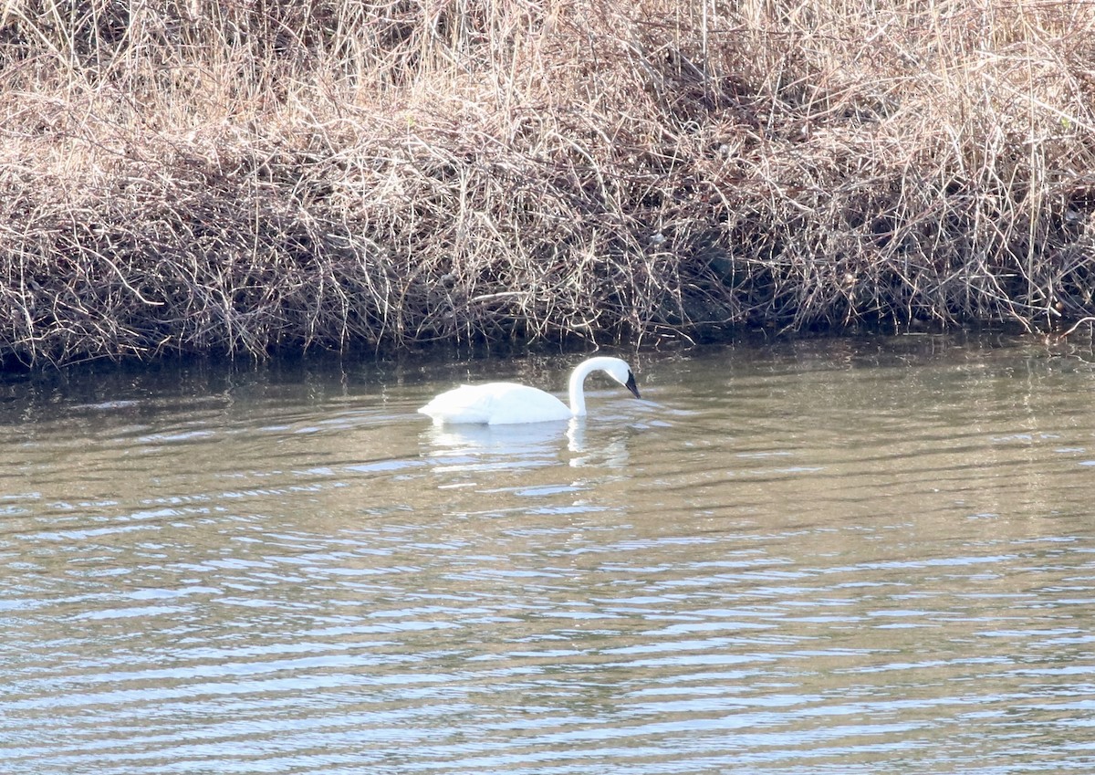 eBird Checklist 17 Dec 2022 Fort Hill Cemetery, Montauk 29 species
