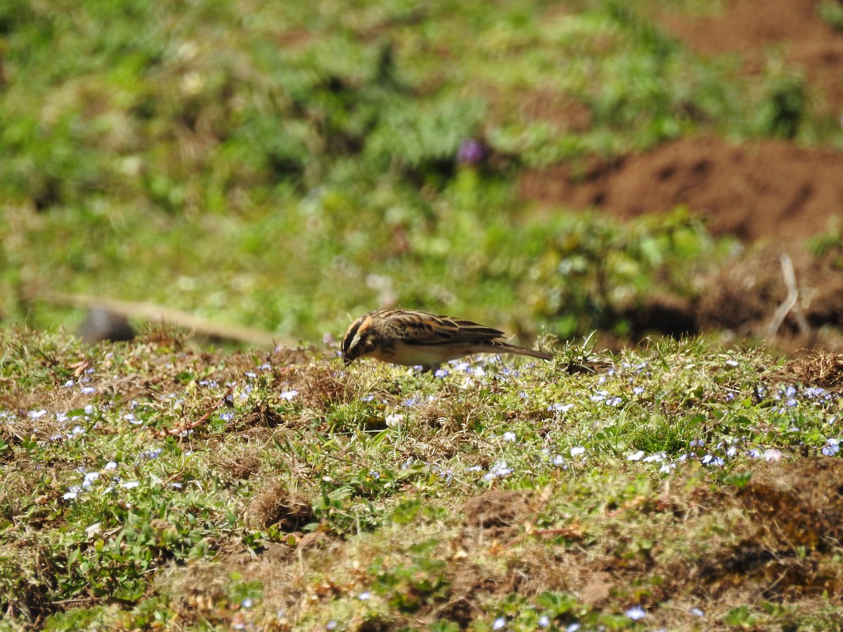 Pin-tailed Whydah - Suebsawat Sawat-chuto