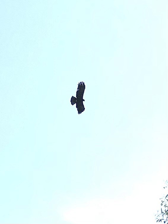 Greater Spotted Eagle - ML515168471