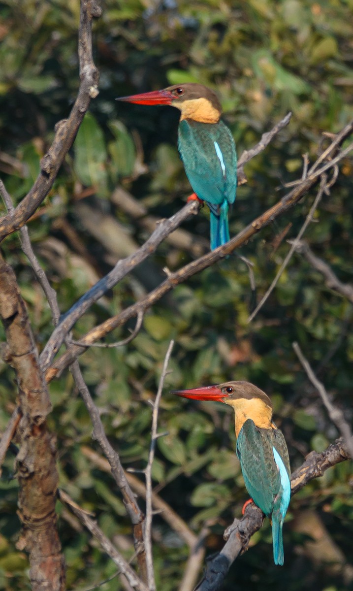 Stork-billed Kingfisher - Srinivas Mallela