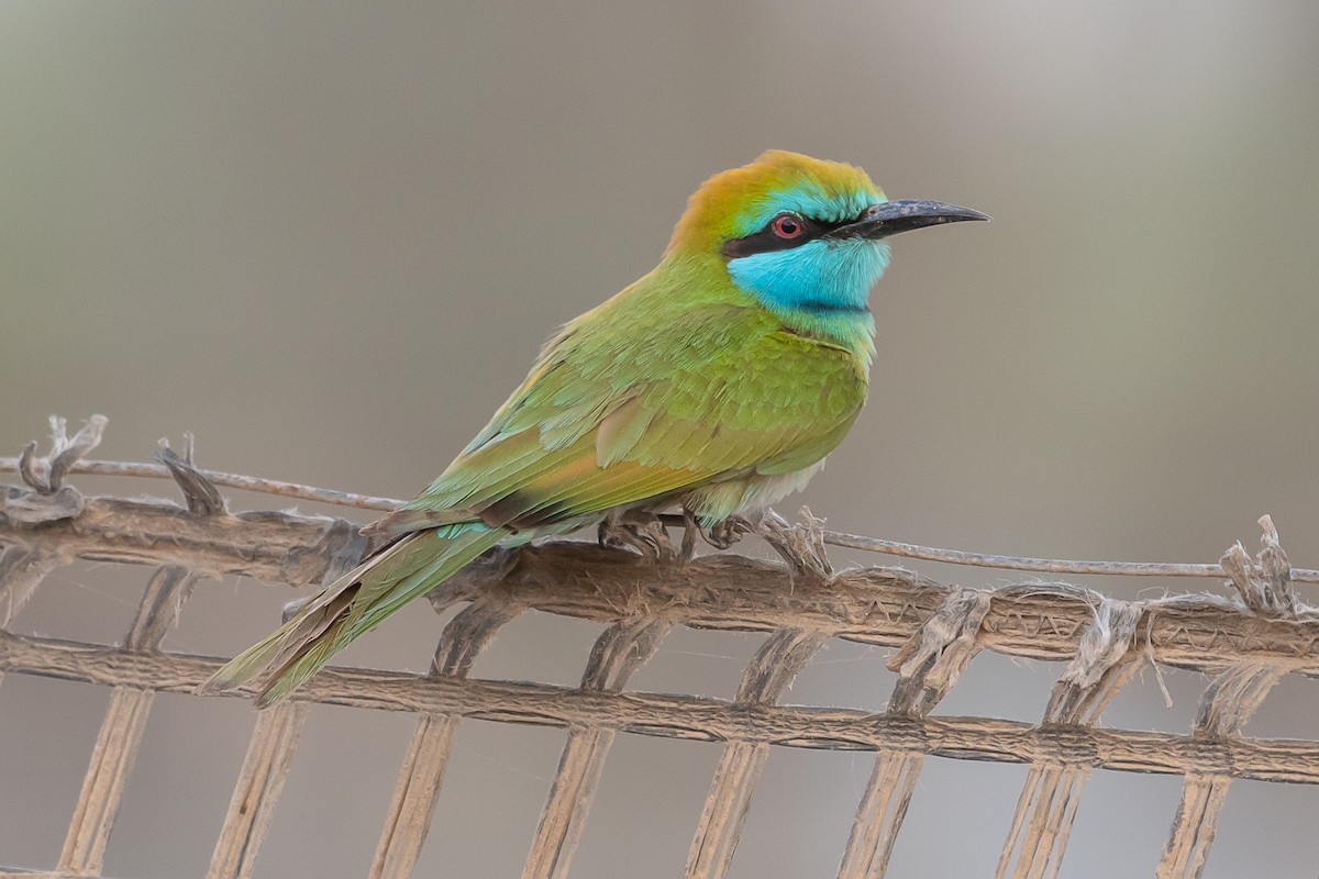 Arabian Green Bee-eater - ML515173171