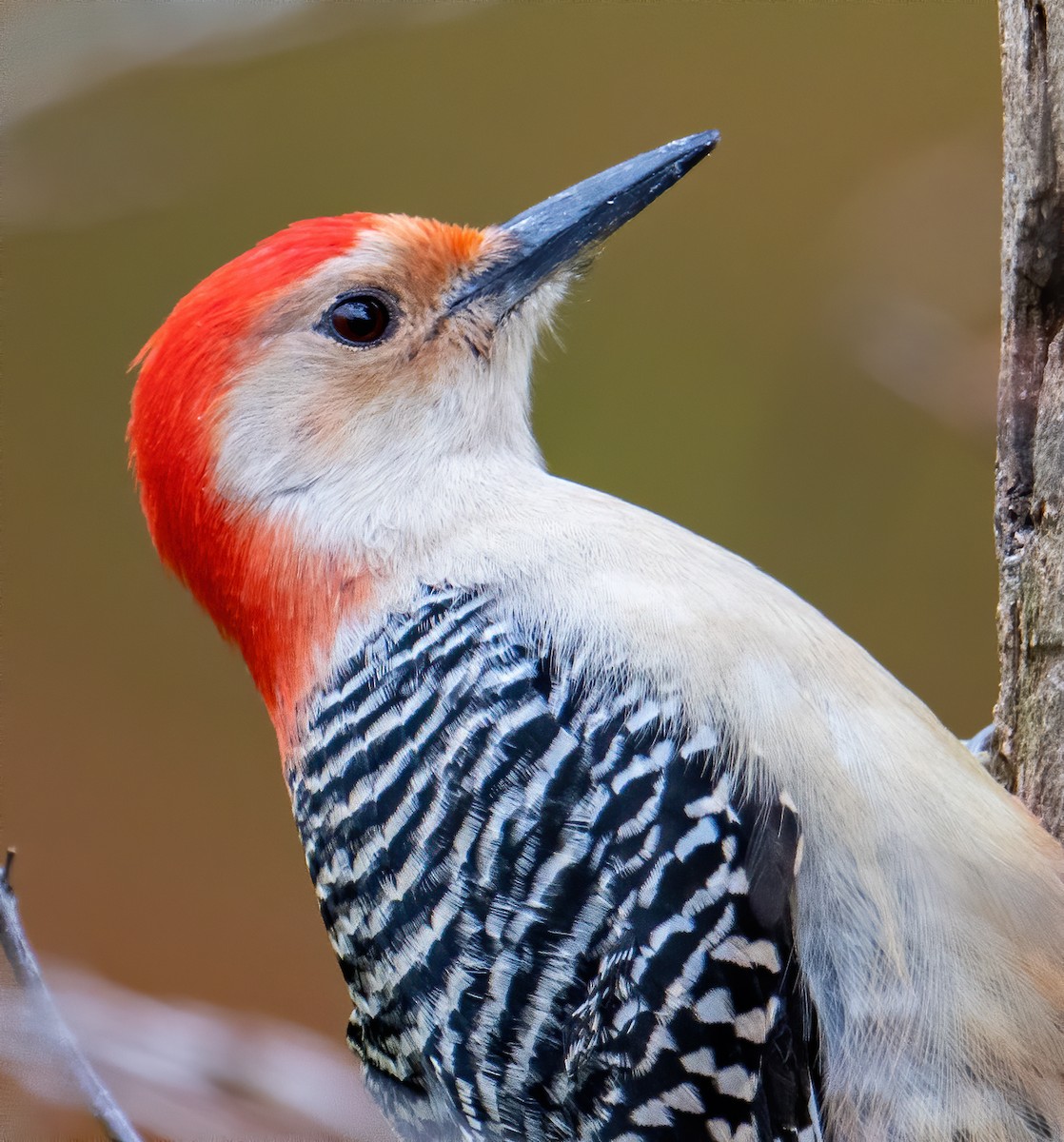 Red-bellied Woodpecker - ML515174831
