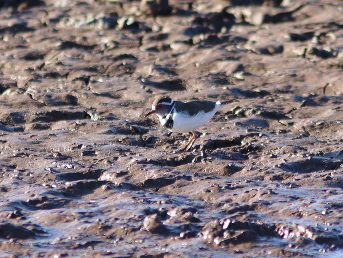 Three-banded Plover - ML515177601