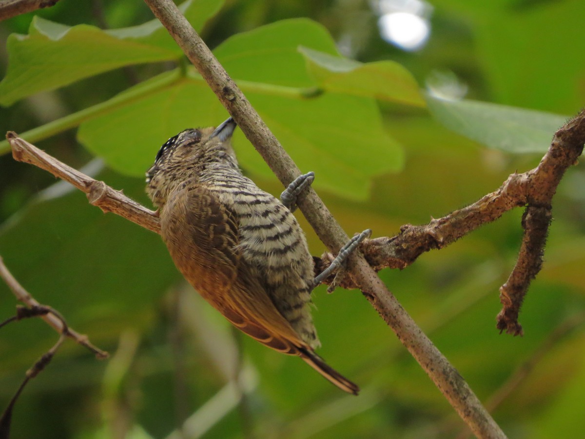 new world piculet sp. - ML515181481