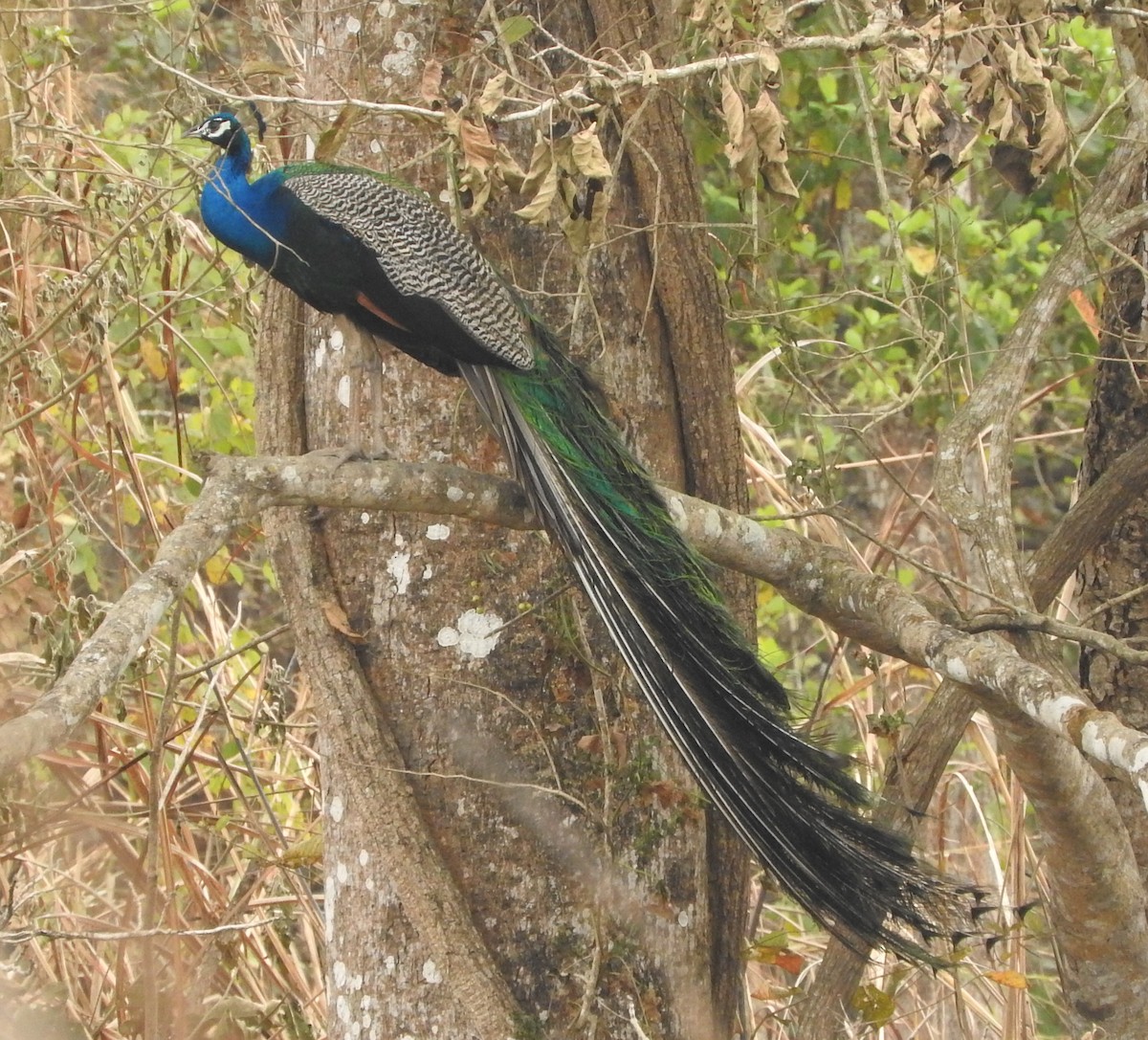 Indian Peafowl - ML51518161