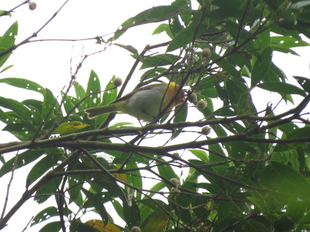 Rufous-headed Tanager - ML515186621