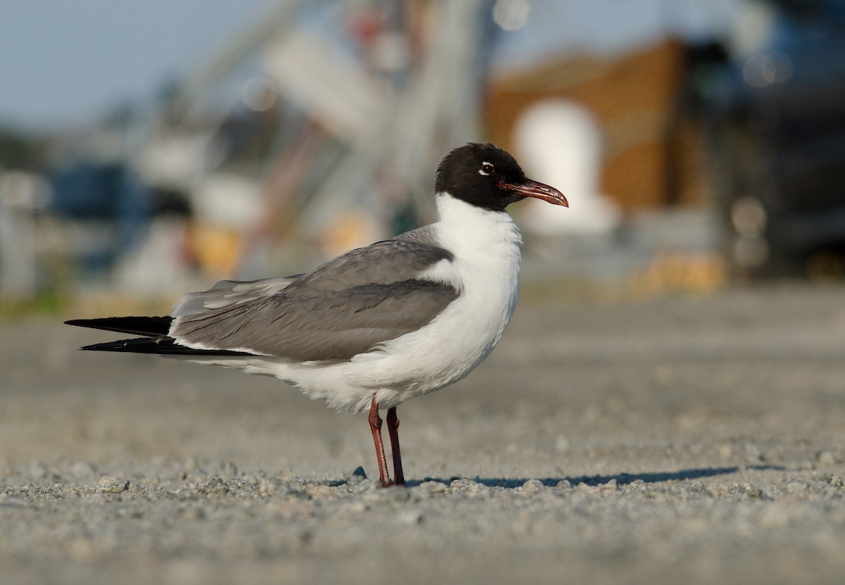 Laughing Gull - Alix d'Entremont