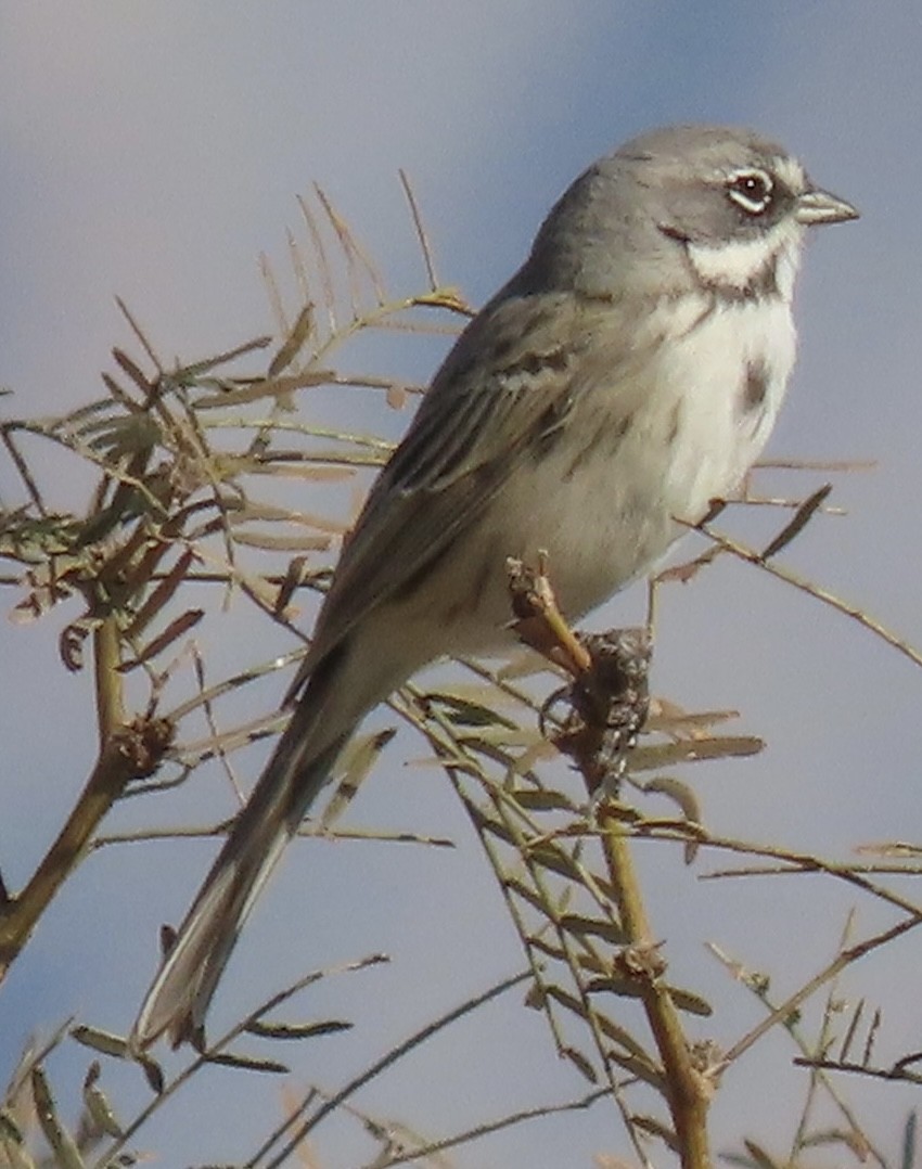 Sagebrush/Bell's Sparrow (Sage Sparrow) - ML515190151