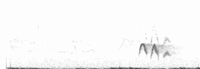 Еленія білочуба (підвид chilensis) - ML515196241