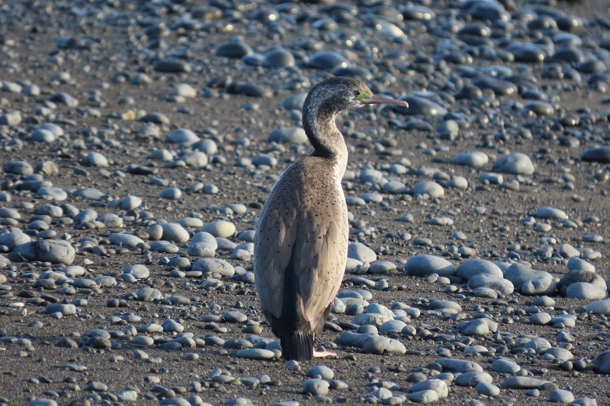 Spotted Shag - ML515196841