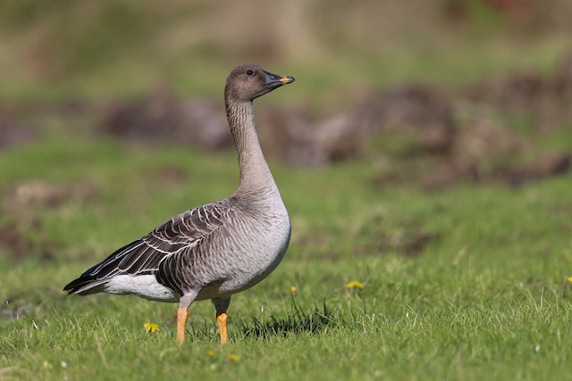 tundra bean goose