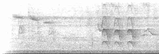 Ariane à ventre gris (groupe tzacatl) - ML515201