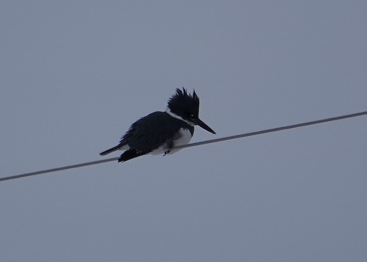Belted Kingfisher - ML515202041