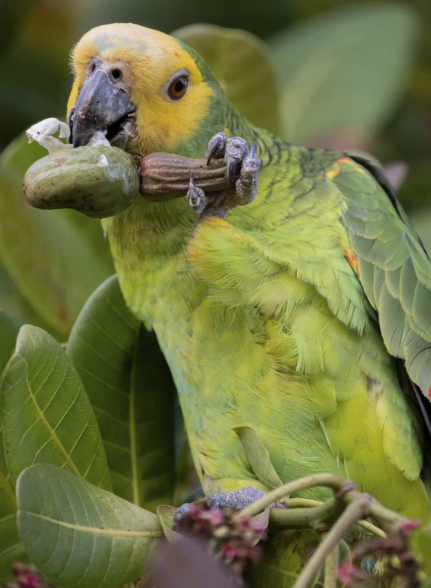 Turquoise-fronted Parrot - César Gil