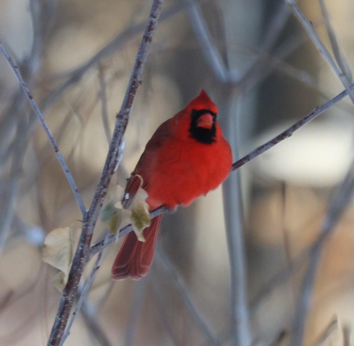 ML515204931 Northern Cardinal Macaulay Library