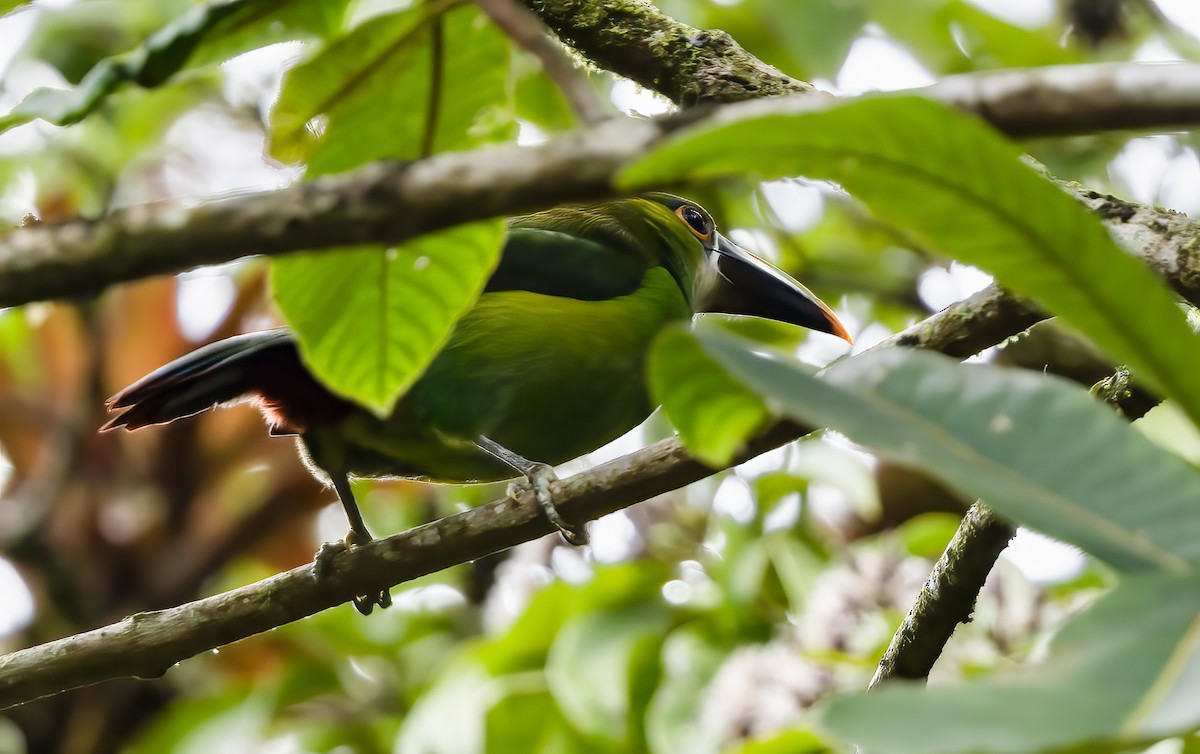 Southern Emerald-Toucanet (Andean) - ML515206911