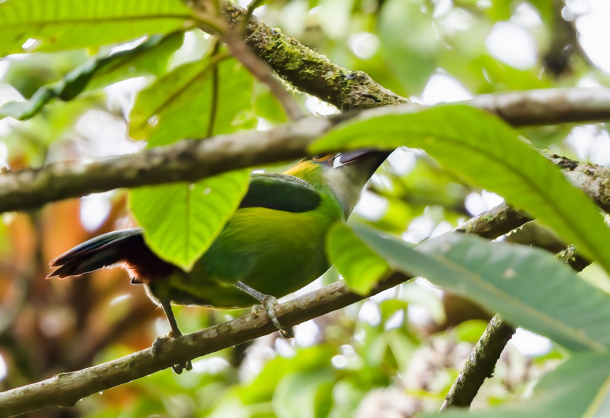 Southern Emerald-Toucanet (Andean) - ML515206921