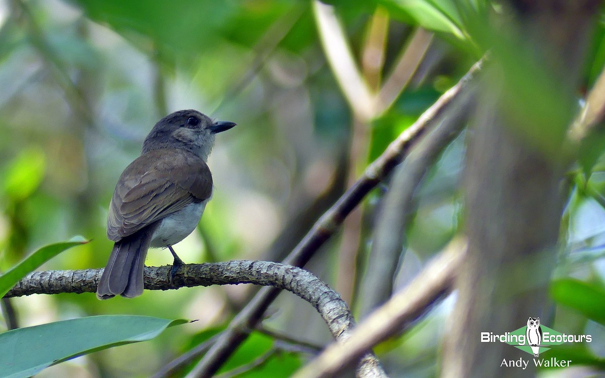 Mangrove Whistler - Andy Walker - Birding Ecotours