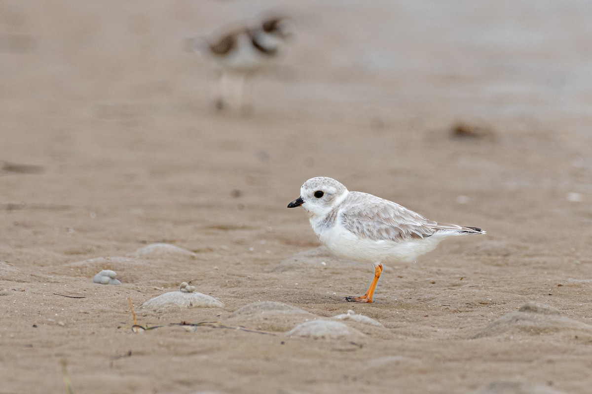 Piping Plover at Fort De Soto Park by Randy Walker