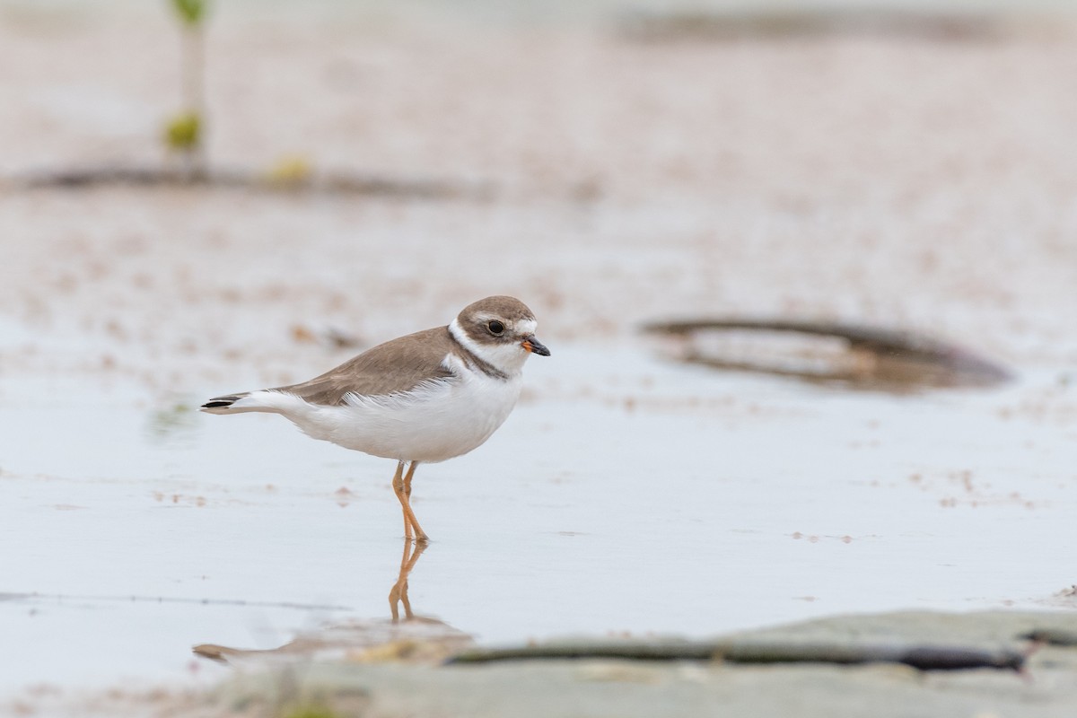 Semipalmated Plover at Fort De Soto Park by Randy Walker