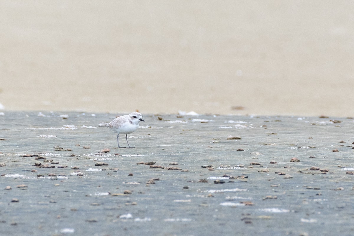 Snowy Plover at Fort De Soto Park by Randy Walker