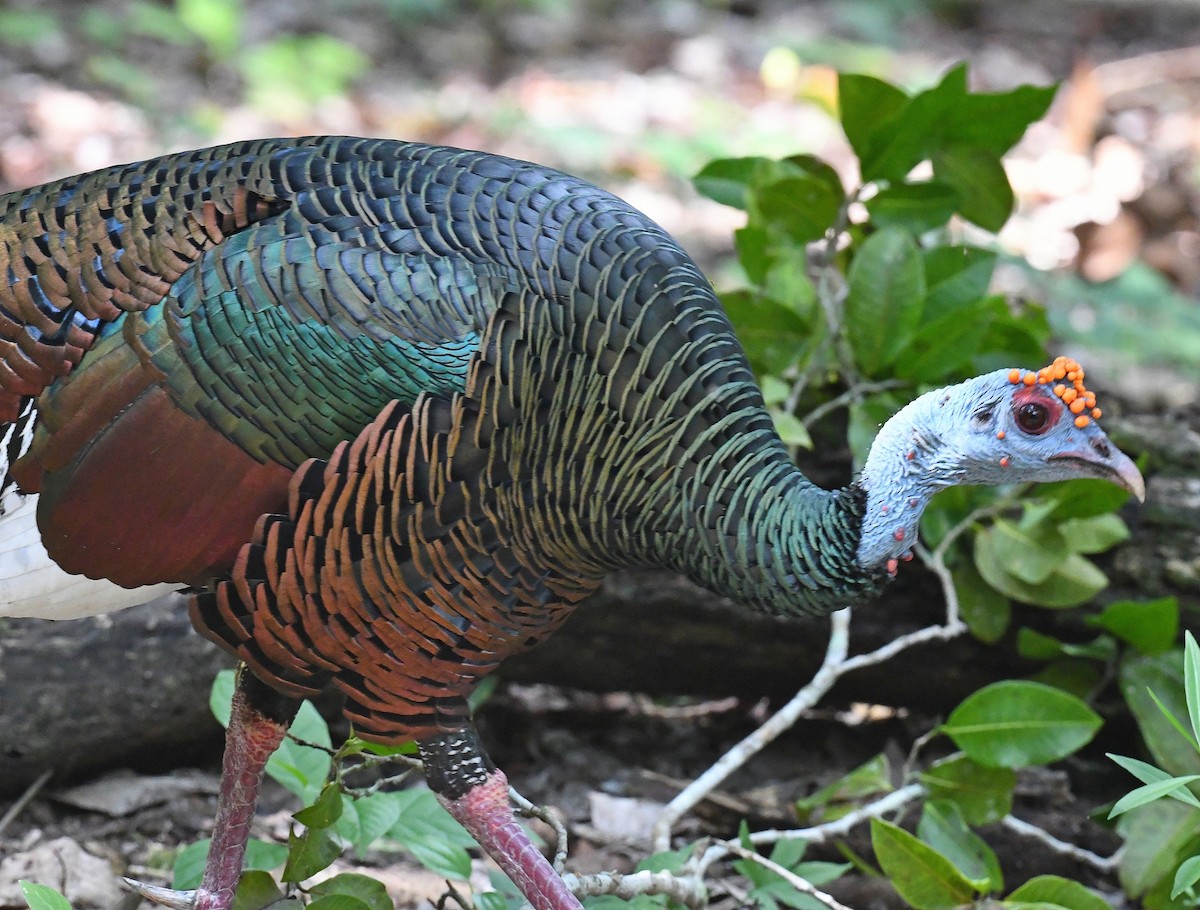 eBird Checklist - 6 Dec 2022 - MX-CAMP-Calakmul [Zona Arqueológica ...