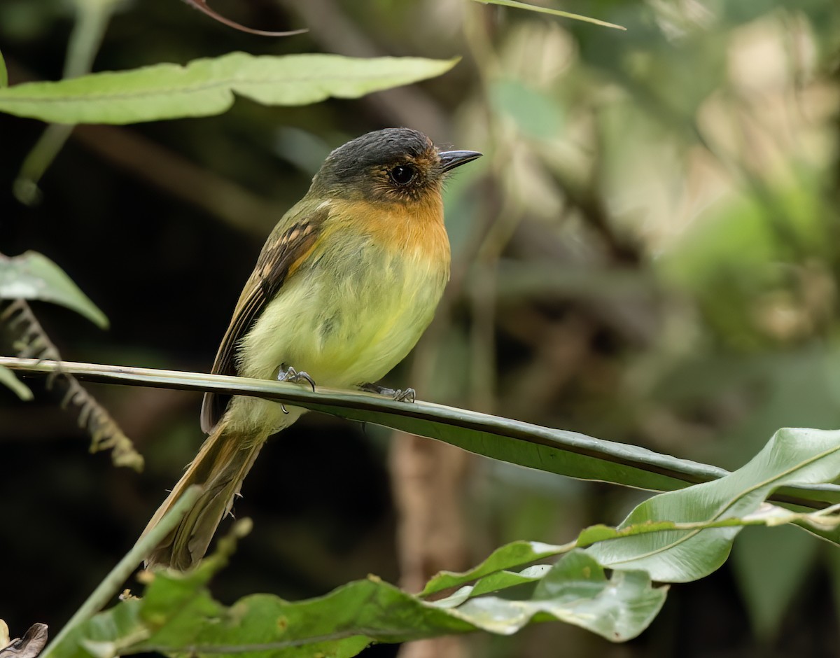 Rufous-breasted Flycatcher - ML515215541