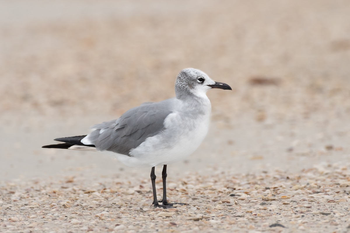 Laughing Gull at Fort De Soto Park by Randy Walker